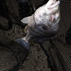 リハビリがてら