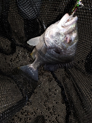 リハビリがてら