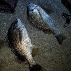 ブリームゲーム