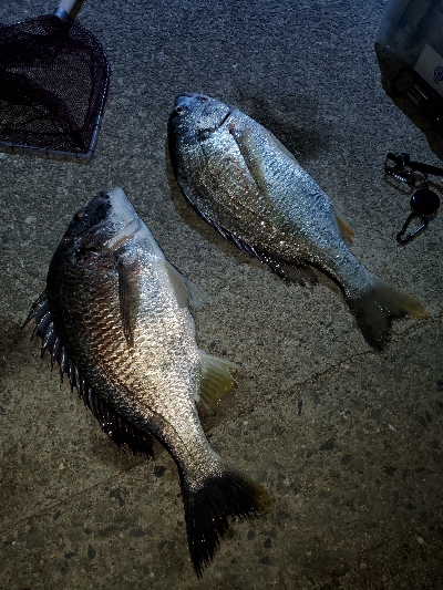 ブリームゲーム