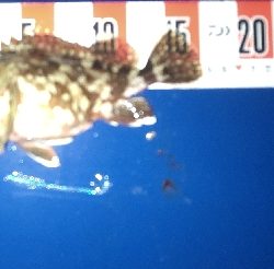 ライトゲーム三昧