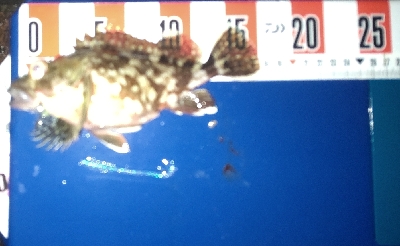 ライトゲーム三昧