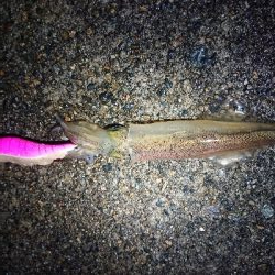 ヤリイカナイトエギング