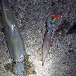 仕事終わりヤリイカ狙い