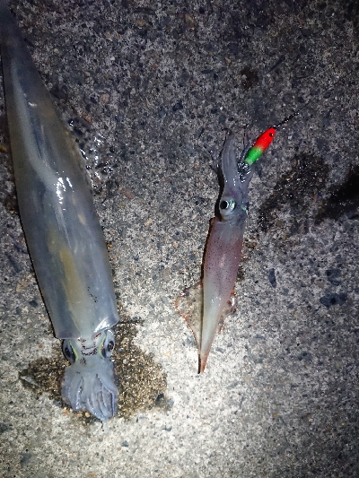 仕事終わりヤリイカ狙い