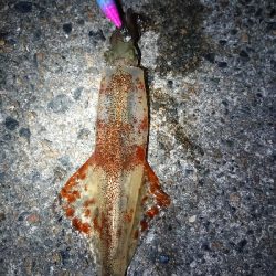 ヤリイカエギング