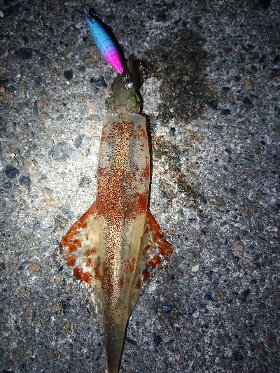 ヤリイカエギング