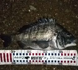 ナイトシーバス、チヌ