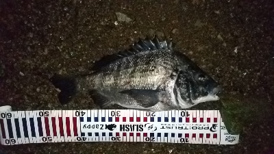 ナイトシーバス、チヌ