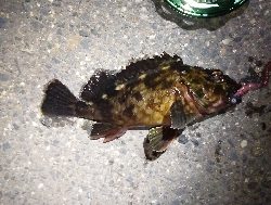 カニ餌食い込み悪し