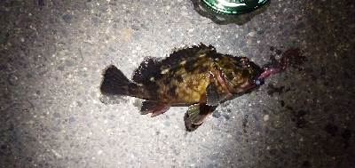 カニ餌食い込み悪し