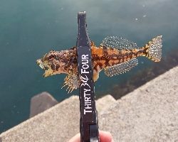 新潟ライトゲーム