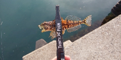 新潟ライトゲーム