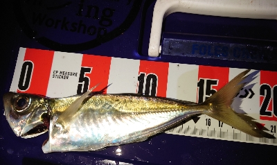 数釣ワッショイ