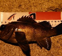 ライトゲームで三目