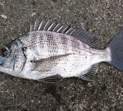 狙い通り 湾から港入口は 釣れる