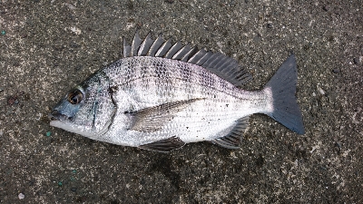 狙い通り 湾から港入口は 釣れる