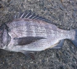 フッキングの練習