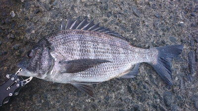 フッキングの練習