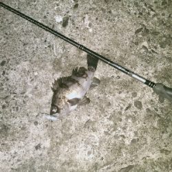 シャローに溜まってた