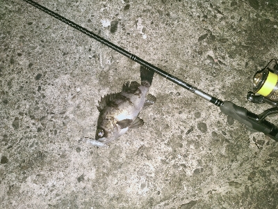 シャローに溜まってた