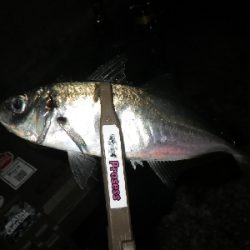 性懲りもなく・・・