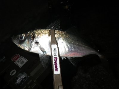 性懲りもなく・・・