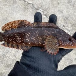 ワームで穴釣り！