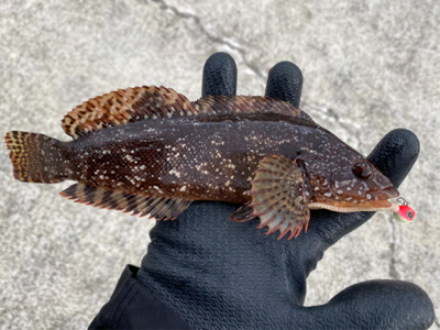 ワームで穴釣り！