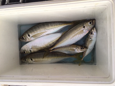 おさかな村は本当におさかな村だった^_^