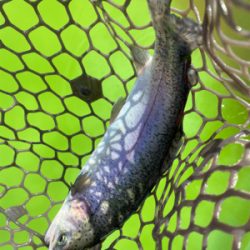 エリアトラウト