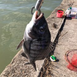 寒チヌ釣り