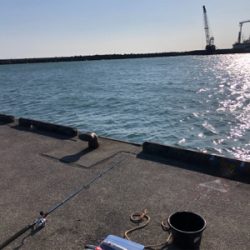 カマスちらほら