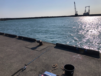 カマスちらほら