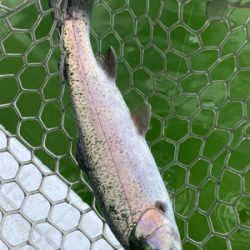 エリアトラウト