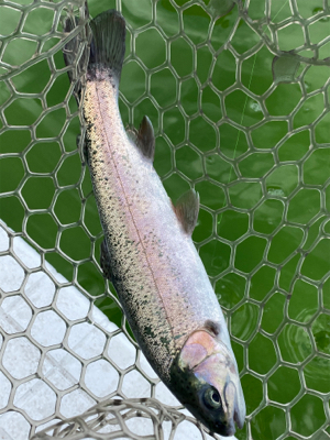 エリアトラウト