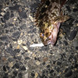 久しぶりの釣り