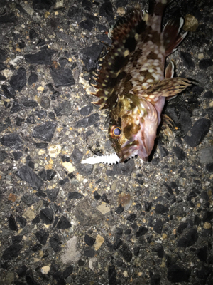 久しぶりの釣り