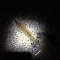 ヤリイカが食べたくて