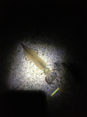 ヤリイカが食べたくて