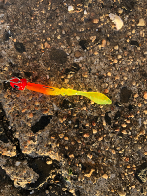 釣りはじめはシーバス