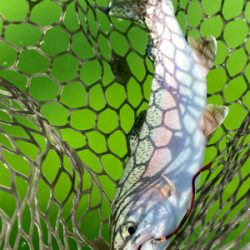 エリアトラウト