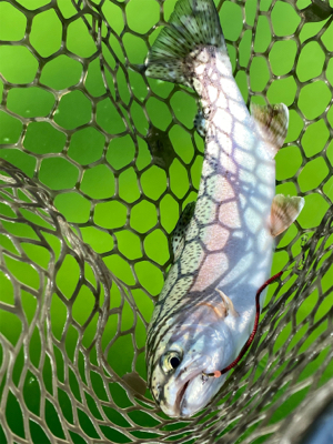 エリアトラウト