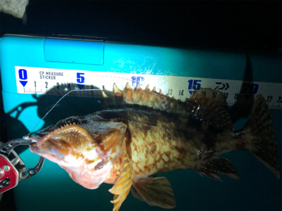 癒しのガッシー