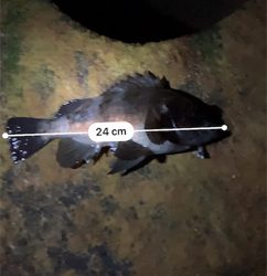 早朝メバリング部