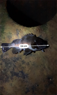 早朝メバリング部