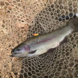 リベンジトラウト