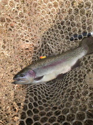 リベンジトラウト