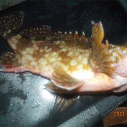 チヌ不調からのガシラ爆釣