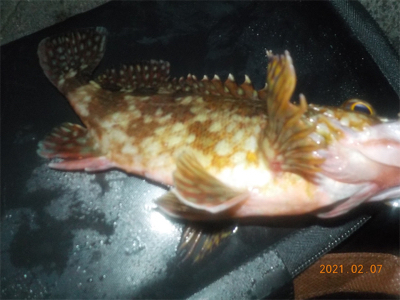 チヌ不調からのガシラ爆釣